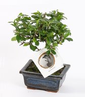 Bonsai van Botanicly – Bonsai Mix – Hoogte: 20 cm