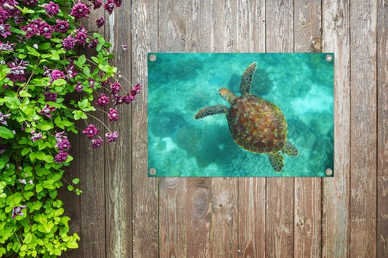 Affiche de jardin Tortue de mer au Reef d'Apo - 100x60 cm - Décoration murale Outdoor - Affiche de jardin - Toile de jardin - Affiche de clôture - Tableau de jardin