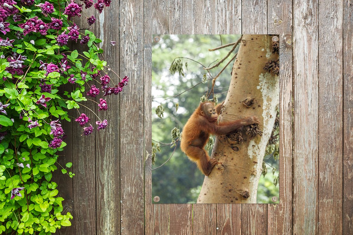 Tuin decoratie Baby orang-oetan klimt in een boom in de natuur - 30x40 cm - Tuindoek
