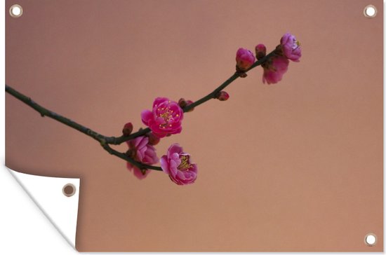 Tuindecoratie Roze Japanse pruim bloesems - 60x40 cm - Tuinposter - Tuindoek - Buitenposter
