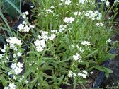 Witte moerasvergeet-mij-niet (Myosothis Palustris alba) - Vijverplant - per 3 stuks - Gratis thuisbezorgd - Vijverplanten Webshop