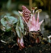 Groot Hoefblad (Petasites hebrydes) - Oeverplant - 3 losse planten - Om zelf op te potten - Vijverplanten Webshop
