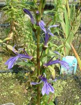Blauwe Waterlobelia (Lobelia sessilifolia) - Vijverplant - 3 losse planten - Om zelf op te potten - Vijverplanten Webshop