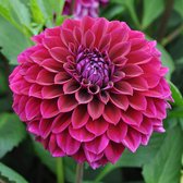 Dahlia Diva