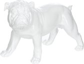 Sculptuur Bulldog 21-J wit