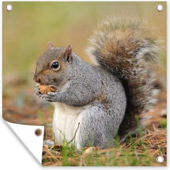 Serviette de jardin Ecureuil avec cacahuète - 100x100 cm