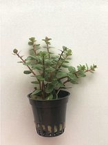 Rotala orange juice