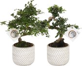 Bonsai van Botanicly – 2 × Bonsai mix – Hoogte: 20 cm