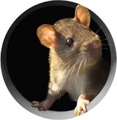 3D  ronde sticker  muis