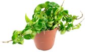 Hoya Carnosa Tricolor  Krinkle Kurl  Hindu touw plant  Porselein