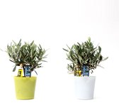 Olijf in Milano Glas (geel en wit) ↨ 25cm - hoge kwaliteit planten