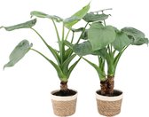 Alocasia Cucullata op stam in Noah Korb ↨ 45cm - 2 stuks - hoge kwaliteit planten