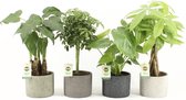 Jungle Mix in Classic Stone ↨ 40cm - 4 stuks - hoge kwaliteit planten