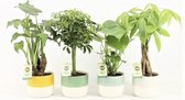 Jungle Mix in Two Tone keramiek ↨ 40cm - 4 stuks - hoge kwaliteit planten