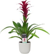 Decorum Guzmania Switch in ELHO ® Vibes Fold Rond (zijde wit) ↨ 60cm - planten - binnenplanten - buitenplanten - tuinplanten - potplanten - hangplanten - plantenbak - bomen - plant