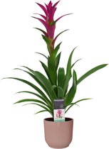 Decorum Guzmania Alerta in ELHO ® Vibes Fold Rond (delicaat roze) ↨ 60cm - planten - binnenplanten - buitenplanten - tuinplanten - potplanten - hangplanten - plantenbak - bomen - p