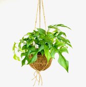 Kokodama Monstera Minima ↨ 35cm - hoge kwaliteit planten