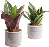 Duo Sansevieria in Laos keramiek (grijs) ↨ 15cm - 2 stuks - planten - binnenplanten - buitenplanten - tuinplanten - potplanten - hangplanten - plantenbak - bomen - plantenspuit