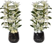 Rhonda Gold/Silver Dendr Nobile Apollon 2T18+ ↨ 60cm - 2 stuks - hoge kwaliteit planten