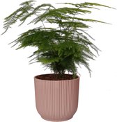Asparagus Setaceus ‘Plumosus’ in sierpot Vibes Fold Rond (delicaat roze) ↨ 28cm - hoge kwaliteit planten
