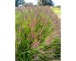 6x Pennisetum 'BLACK BEAUTY' zwart Lampenpoetsersgras in 9x9cm pot