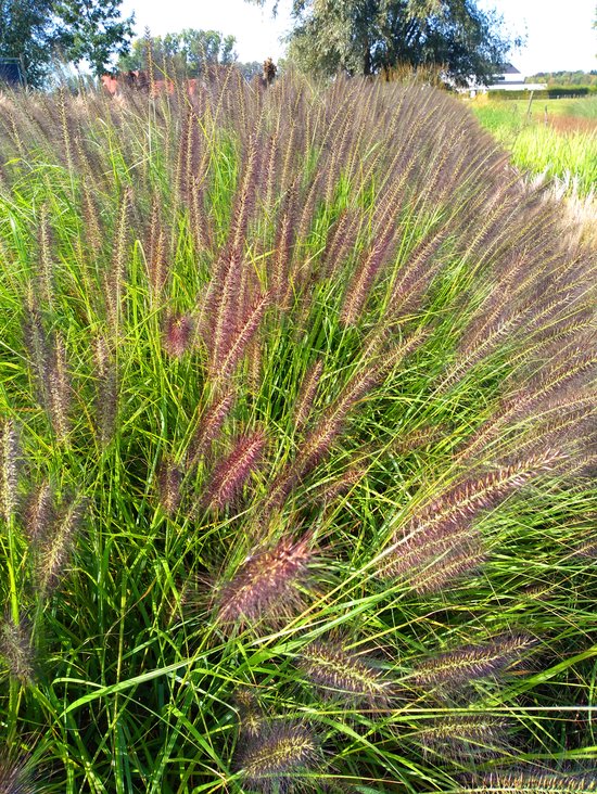 Foto: 6x pennisetum black beauty zwart lampenpoetsersgras in 9x9cm pot