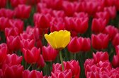 Dibond - Bloemen - Bloem - tulp / tulpen in rood / geel / zwart - 120 x 180 cm.