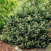 12 x Hedera helix Arborescens - Struikklimop in C2 pot met hoogte 10-20cm
