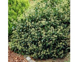 12 x Struikklimop XL Groen|Wit - Bodembedekker Wintergroen - Hedera helix Arborescens in C2(liter) pot met hoogte 10 - 30cm