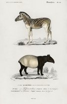 Poster Maleise tapir en bergzebra - Vintage Schoolplaat - 45 x 70 cm - Wanddecoratie - Muurdecoratie - Slaapkamer - Woonkamer