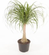 Kamerplant van Botanicly – Olifantenpoot – Hoogte: 100 cm, 1 tak – Beaucarnea recurvata