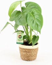 Kamerplant van Botanicly – Gatenplant – Hoogte: 40 cm – Monstera Deliciosa