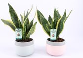 Bomen van Botanicly – 2 × Vrouwentongen – Hoogte: 30 cm – Sansevieria