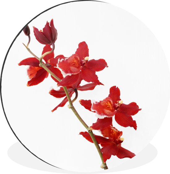 WallCircle - Wandcirkel - Muurcirkel - Rode orchideeën voor een witte achtergrond - Aluminium - Dibond - ⌀ 90 cm - Binnen en Buiten