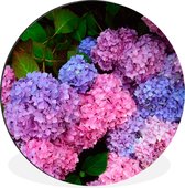 WallCircle - Wandcirkel - Muurcirkel - Roze en blauwe hortensia - Aluminium - Dibond - ⌀ 60 cm - Binnen en Buiten