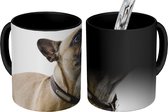 Magische Mok - Foto op Warmte Mok - Franse Bulldog - Halsband - Bruin - 350 ML