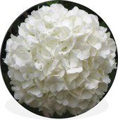 WallCircle - Wandcirkel - Muurcirkel - Witte hortensia - Aluminium - Dibond - ⌀ 120 cm - Binnen en Buiten XXL