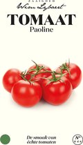 Tomaat Paoline, de smaak van échte tomaten - Zaaigoed Wim Lybaert