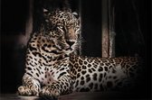 150 x 100 cm - Canvasschilderij - jaguar - print op canvas