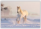 Wit Paard in de Sneeuw op Aluminium - Foto op Dibond - Aluminium Schilderij - 100x70 cm