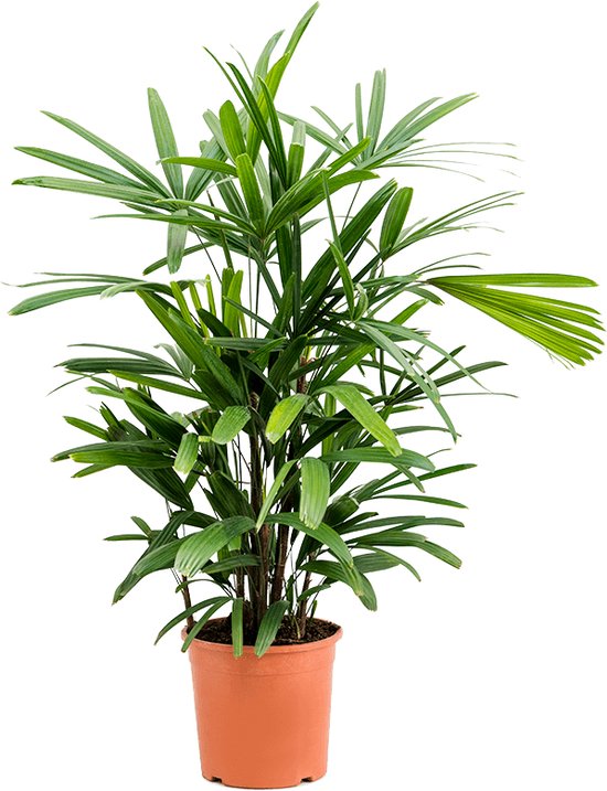 Plantenwinkel Rhapis excelsa S bamboepalm kamerplant