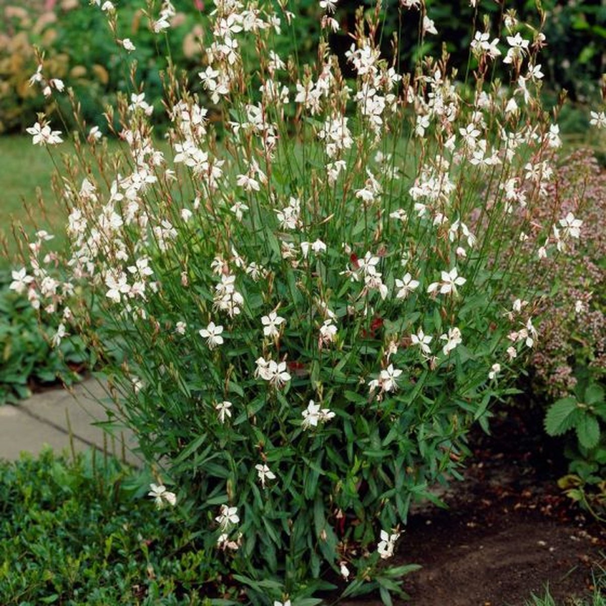 50 x Prachtkaars Whirling Butterflies Wit|Roze - Winterharde Bloeiende Vaste Plant - Gaura lindheimeri 'Whirling Butterflies' in 9x9cm pot met hoogte 5-10cm