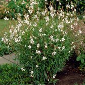 50 x Gaura lindheimeri 'Whirling Butterflies' - Prachtkaars in 9x9cm pot met hoogte 5-10cm