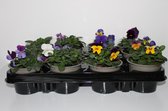 Bosviool Viola Cornuta Mix kleuren 12 stuks