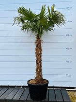 Sunnytree - Palmboom - Trachycarpus fortunei - Winterharde Palmboom voor buiten - Hoogte: 240 cm