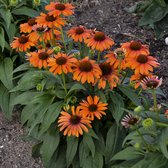 Echinacea 'Sunseekers™ Orange' - Rode zonnehoed - Pot Ø 19 cm (3 liter)