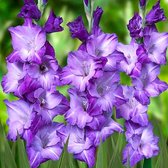 Gladiool Blue Isle 50 stuks - Zwaardlelie - Gladiolus