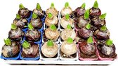 Hyacinten mix - 1 volle veilingtray à 20 stuks - kwekerspotje (Ø7cm) - voorjaarsbollen - wit, roze en blauw - prachtig in bloei binnen 2 à 3 weken na ontvangst