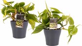 Philodendron Brazil - Philodendron Scandens met potten Anna Grey - Hoogte ↕ 15cm - Pot ∅ 12cm