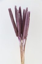 Gedroogd Babala Milka - 10 Stuks - Droogbloemen - Dried Flowers - GRATIS VERZENDING